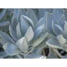 60 Sementes De Salvia Apiana Salvia Sagrada Salvia Branca Foto mini 4