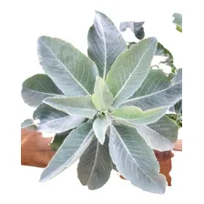 60 Sementes De Salvia Apiana Salvia Sagrada Salvia Branca Foto mini 1