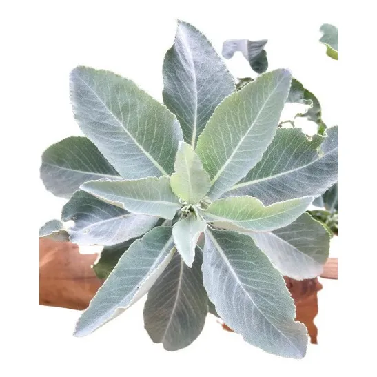 60 Sementes De Salvia Apiana Salvia Sagrada Salvia Branca Foto 1