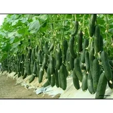 60 Sementes Pepino Japonês Foto mini 4