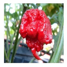 80 Sementes Pimenta Carolina Reaper Foto mini 3