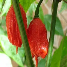 80 Sementes Pimenta Carolina Reaper Foto mini 4