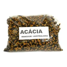 Acacia Mangium Ou Acácia Australiana 5g = 220 Sementes Foto mini 3