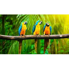 Adesivo Decoração De Parede Zoológico Pet Shop Arara Pássaro Cor Colorido Foto mini 1