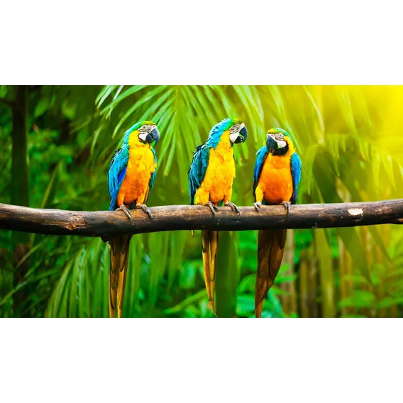 Adesivo Decoração De Parede Zoológico Pet Shop Arara Pássaro Cor Colorido Foto 1