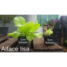 Adubo Fertilizante Bio Bokashi OrquÃdeas Bonsais Flores 1 Kg Foto mini 3