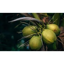 Adubo Fertilizante Forth Coqueiros Saco 10kg Alta Produção Foto mini 3
