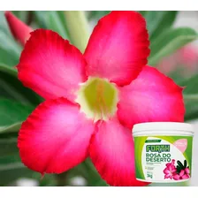 Adubo Fertilizante Forth Rosa Do Deserto 3kg Floração Foto mini 2