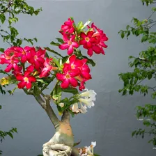 Adubo Fertilizante Forth Rosa Do Deserto 3kg Floração Foto mini 4