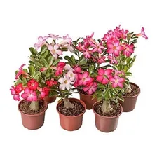 Adubo Fertilizante Mineral P/ Rosa Do Deserto Npk Foto mini  3