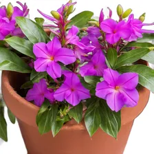 Adubo Npk 4 14 8 Micros Fertilizante Horta Flores Frutas Foto mini  2
