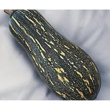 Agristar Topseed sementes de abobora mini paulista Pcte Com 100g Foto mini 2