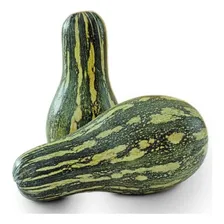 Agristar Topseed sementes de abobora mini paulista Pcte Com 100g Foto mini 4
