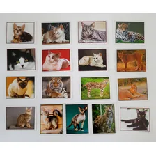 Álbum Figurinhas Gatos Do Mundo - Kromo - Completo Pra Colar Foto mini 4