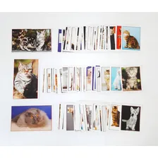 Álbum Figurinhas Gatos Do Mundo - Kromo - Completo Pra Colar Foto mini 2