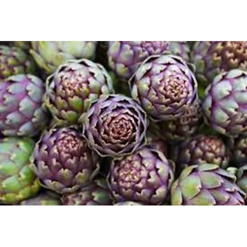 Alcachofra Roxa Da Romagna Romanha 40 Sementes Foto 1