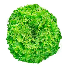 Alface Crespa Verde Fil贸 - Pouche 1.000 Sementes Foto mini 1
