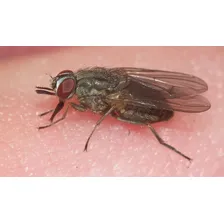 Alho Em P贸 Max 10kg - Bovinos Sem Moscas , Carrapato Foto mini 3