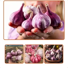 Alho Roxo Cabeça De Alho Irmãos Caetano Fraccionada 500G Em Pacote Foto mini 2