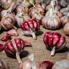 Alho Roxo Cabeça De Alho Irmãos Caetano Fraccionada 500G Em Pacote Foto mini 4
