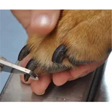 Alicate Cortador Profissional Unha Cão E Gato Peque Xingu Foto mini 4