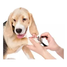 Alicate Pet Cortador Unha Profissional Para CĂŁes Gatos Grande Porte Chalesco Foto mini 3