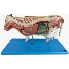 Anatomia Da Vaca ,12 Partes Foto  mini 1