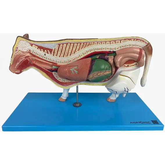 Anatomia Da Vaca ,12 Partes Foto 1