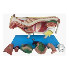 Anatomia Da Vaca ,12 Partes Foto mini  2