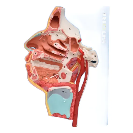 Anatomia Dos Nervos E Vasos Sanguíneos Da Face Foto 1