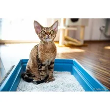 Areia Sanitária Micro Cristais SÃlica Em Gel 1,6kg Gato Foto mini 4