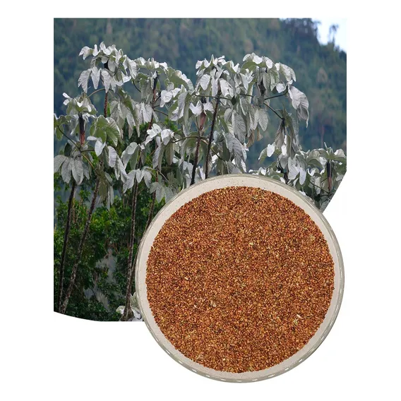Arvores Nativas Sementes Embaúba Prateada Para Mudas (50g) Foto 1