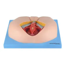 Assoalho Pélvico Masculino Anatomia Humana Estudo Fisiologia TZJ-0353-MA Foto mini 2