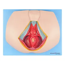 Assoalho Pélvico Masculino Anatomia Humana Estudo Fisiologia TZJ-0353-MA Foto mini 1