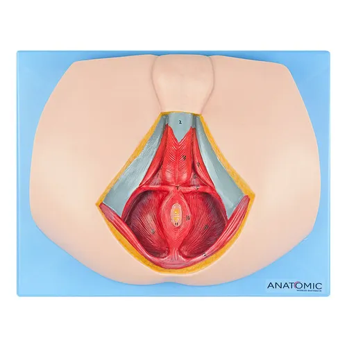 Assoalho Pélvico Masculino Anatomia Humana Estudo Fisiologia TZJ-0353-MA Foto 1