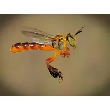 Atrativo Abelha Jatai Captura Abelhas Sem Ferrão Com Cera Foto mini  2