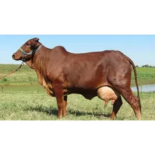 Bacitracina De Zinco + Simbi贸tico 10 Kg Max Leite Foto mini 3