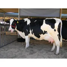 Bacitracina De Zinco + Simbi贸tico 10 Kg Max Leite Foto mini 2
