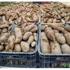 Batata Yacon - 1 Kg - Livre De Agrotóxicos Foto mini  3