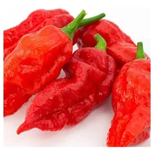 Bhut Jolokia Pimenta + Ardida Do Mundo - Sementes Orgânicas Foto  mini 1