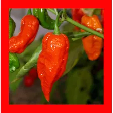Bhut Jolokia Pimenta + Ardida Do Mundo - Sementes Orgânicas Foto mini 4