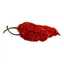 Bhut Jolokia Pimenta + Ardida Do Mundo - Sementes Orgânicas Foto mini  3