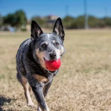 Bola Recheável Para Cachorro Kong Ball - Pequena Cor Vermelho Foto mini  3