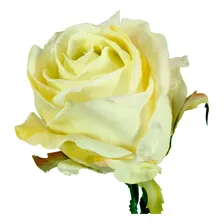 Botão De Rosa Gigante 90cm Flor Artificial Rosa Artificial Cor Branco Foto mini  2