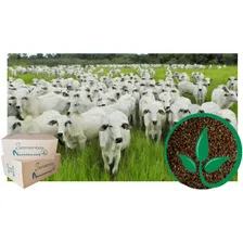 Brachiaria Dictioneura Cv Llanero 15kg - 1 Unidad. Por Foto mini 1