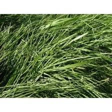 Brachiaria Dictioneura Cv Llanero 15kg - 1 Unidad. Por Foto mini 3