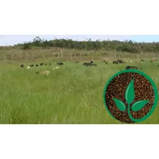 Brachiaria Dictioneura Cv Llanero 15kg - 1 Unidad. Por Foto mini 2