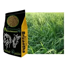 Brachiaria Mg5 Xaraes 5kg - Pastagem Resistente Foto mini 2