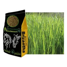 Brachiaria Mg5 Xaraes 5kg - Pastagem Resistente Foto mini 3