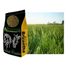Brachiaria Mg5 Xaraes 5kg - Pastagem Resistente Foto mini 1